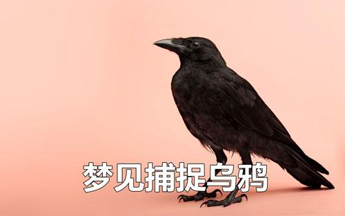 梦见抓乌鸦是什么意思,梦见自己抓到乌鸦是什么意思
