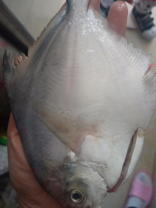 梦见鱼池里好多鲳鱼