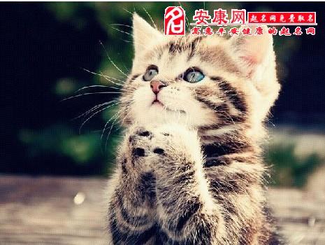 梦见猫追我