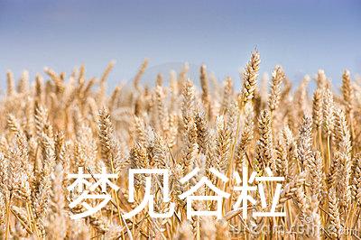 梦见谷粒