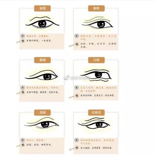 鹊眼相学特征解析