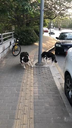梦见被狗拦住去路