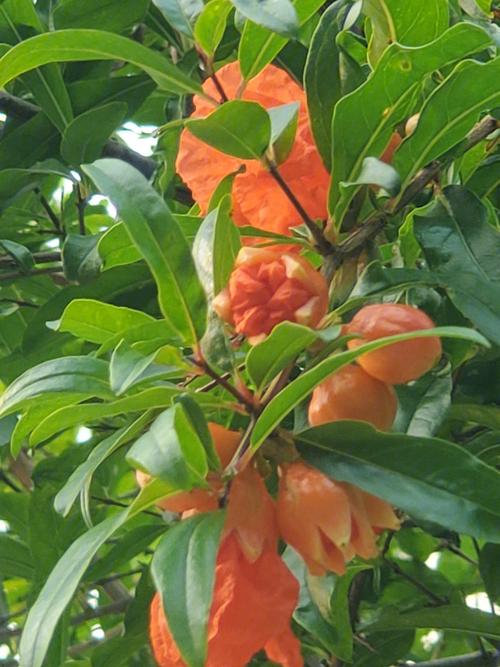梦见石榴开花结果