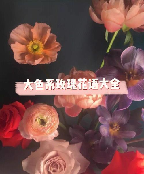 79朵玫瑰的花语是什么?79朵玫瑰代表什么意思?