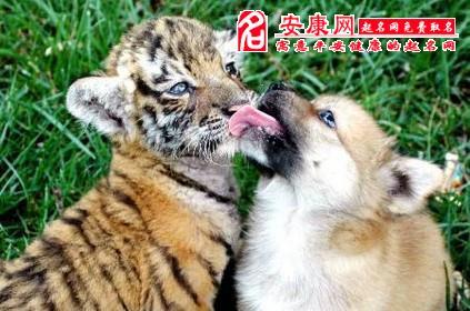梦见狗和老虎 梦见狗和老虎在一起是什么预兆