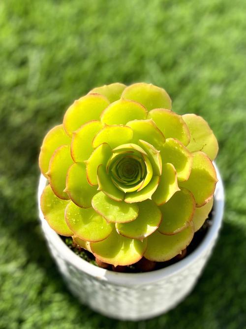 法师花的寓意