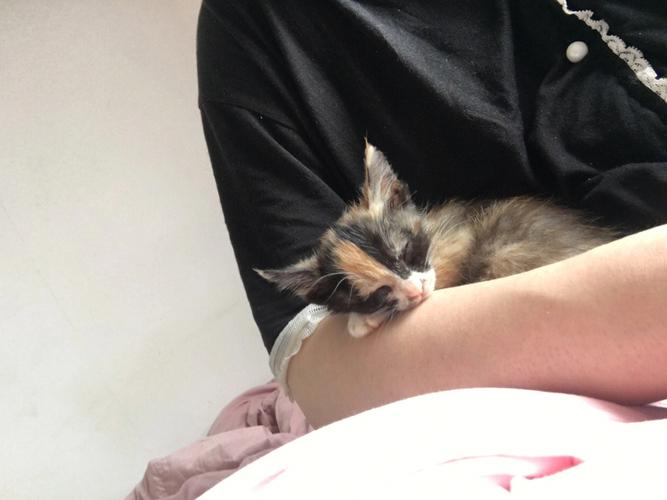 梦见野猫抱着我