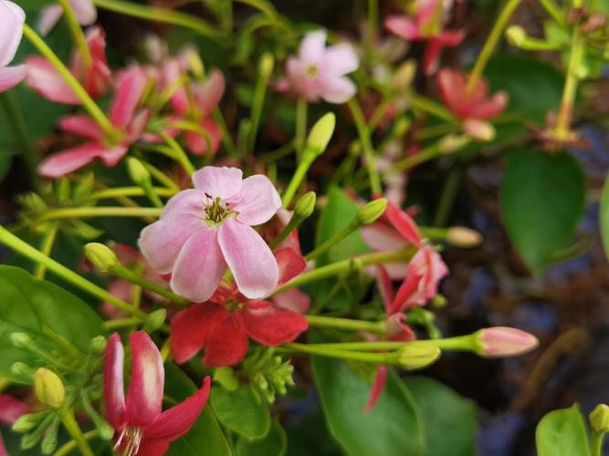 花语传说:使君子花语及传说
