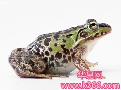 梦见牛蛙