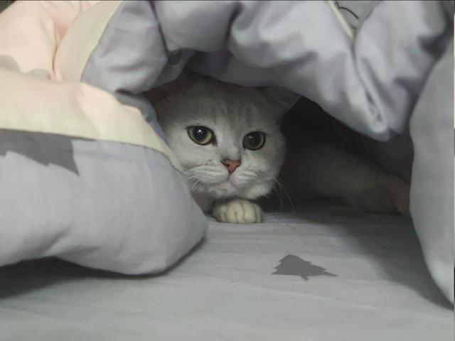梦见被窝里有个猫