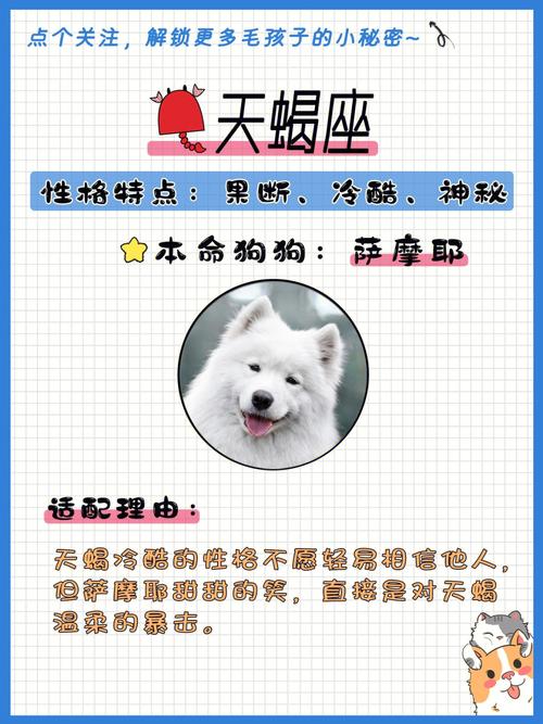 12星座中哪位星座最适合养贵宾犬