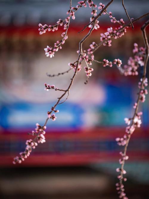 2014年你有多少桃花月