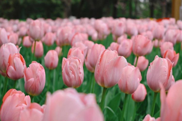 郁金香花语:郁金香代表什么呢