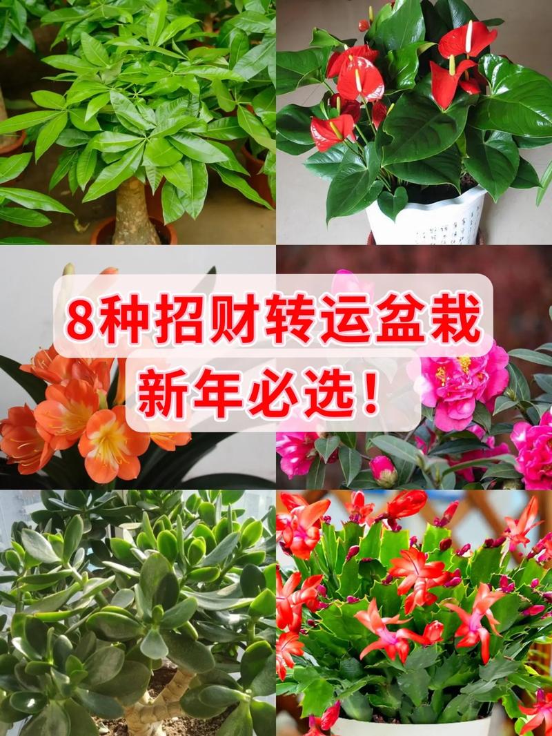 家里转运方法有哪些
