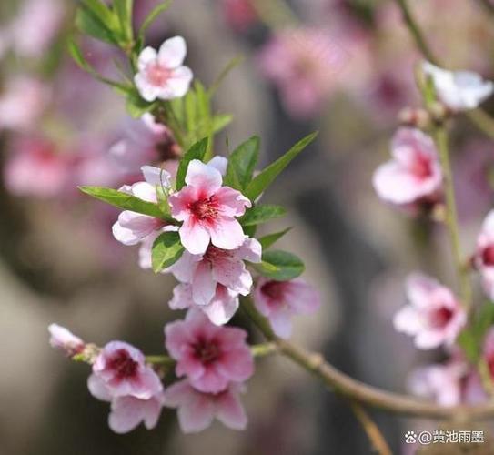 7月起桃花重开情未断