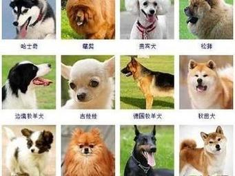 快速给宠物狗取名字洋气好听