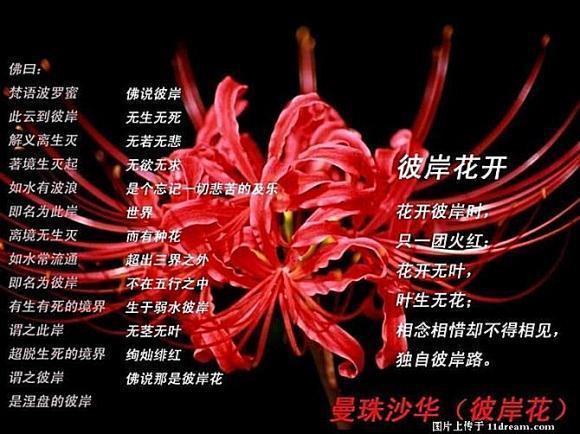 花语大全:曼陀沙华花语是什么