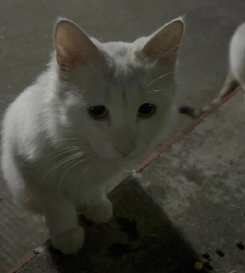 女人梦见给猫喂食有什么含义