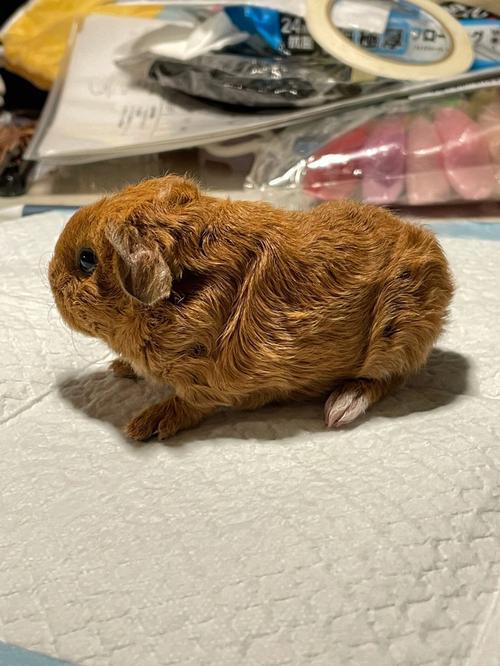 为什么不建议生猪宝宝