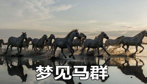 梦见马群什么意思