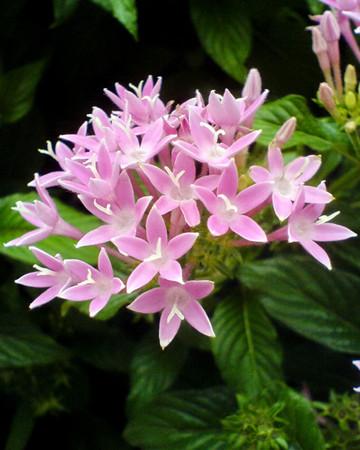 12月31日生日花-雨伞花