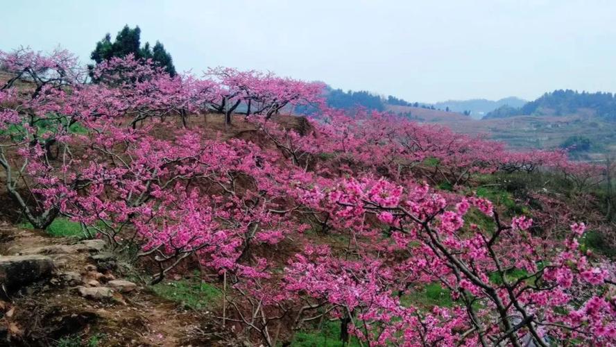 天赐良缘桃花怒放