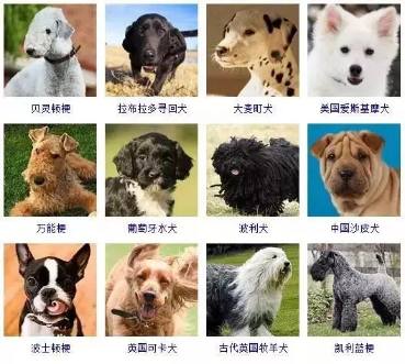 宠物狗的名字霸气名字很有威慑力