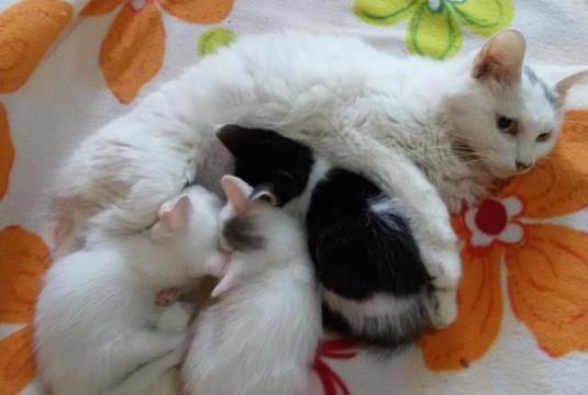 梦见大猫和小猫