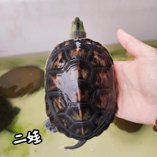 梦见大乌龟和牛