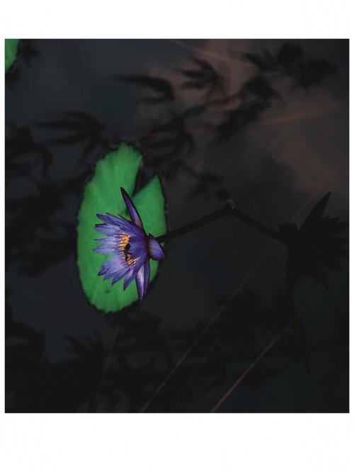 【睡莲花语】蓝色睡莲的花语是什么?