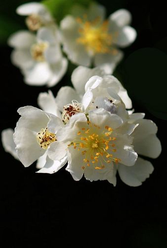 白残花寓意什么，白残花别名是蔷薇吗