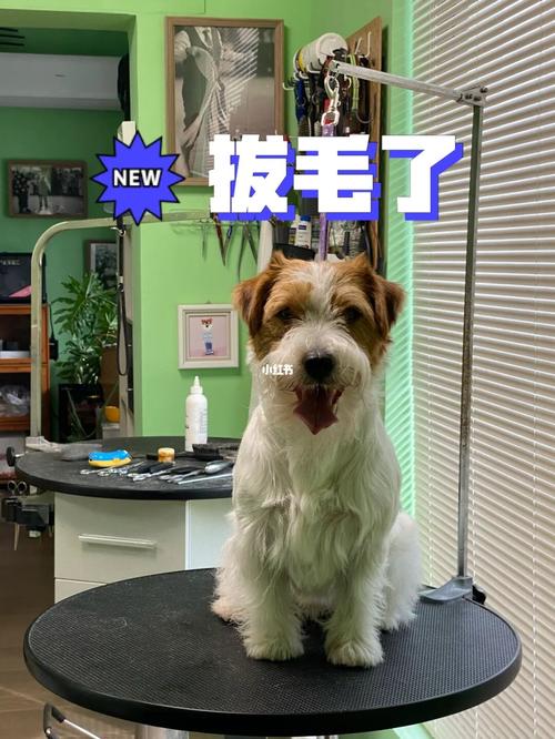 梦见给狗拔毛