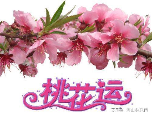 五一节前后桃花最旺的生肖,单身的人要抓紧时间告白