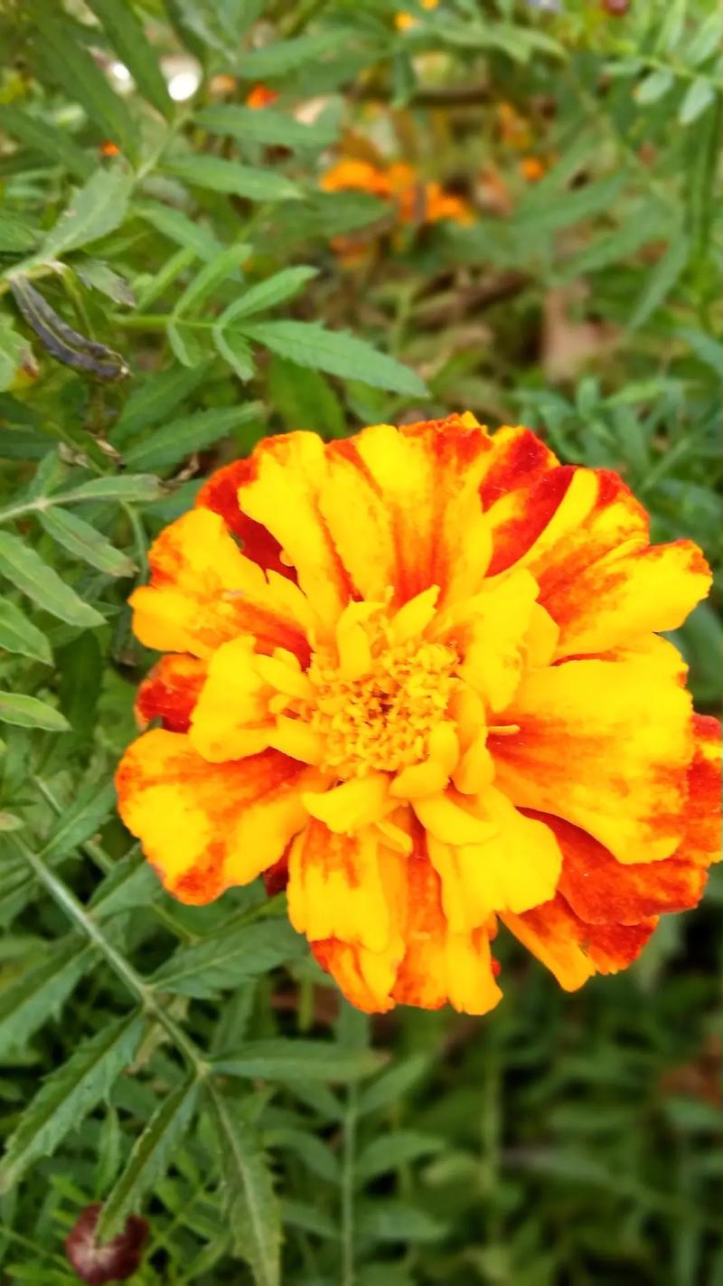 8月18日花语：万寿菊，生日花语健康