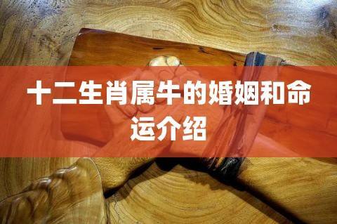 牛与牛婚配会有波折吗