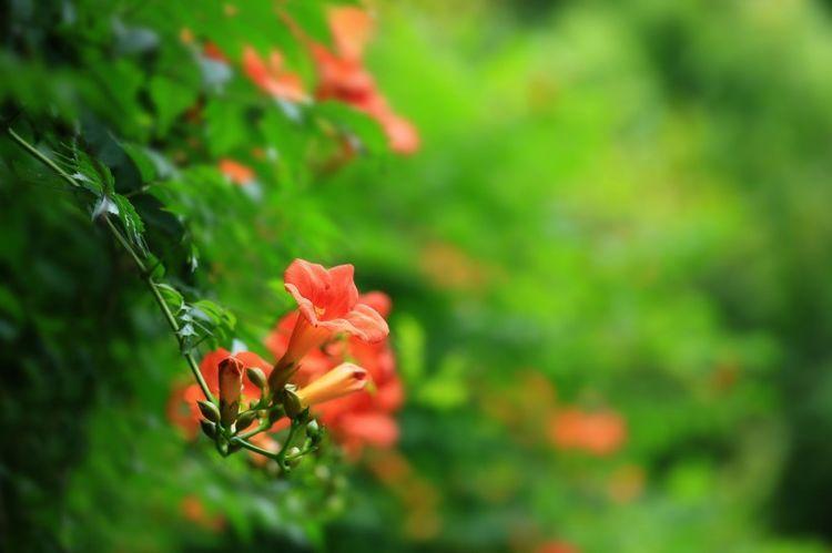 7月期间 缘分桃花一见钟情 收获爱情牵手许诺的星座