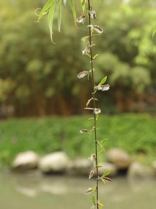 梦见杨花