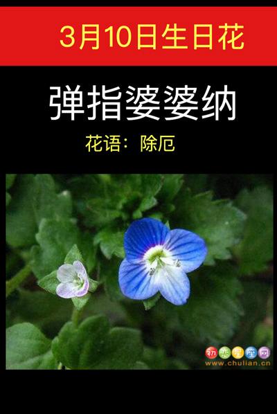 3月10日花语:弹指婆婆纳,生日花语除厄