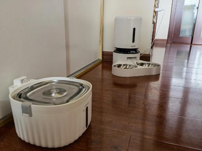 在客厅财位养猫可以吗,财猫的摆放位置应该怎么确定呢?