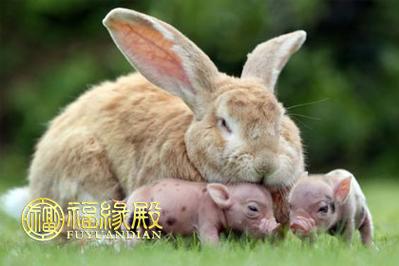 生肖猪和生肖兔的配对结果如何