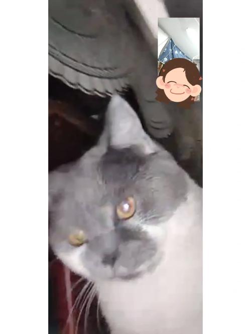 梦见猫发怒攻击人