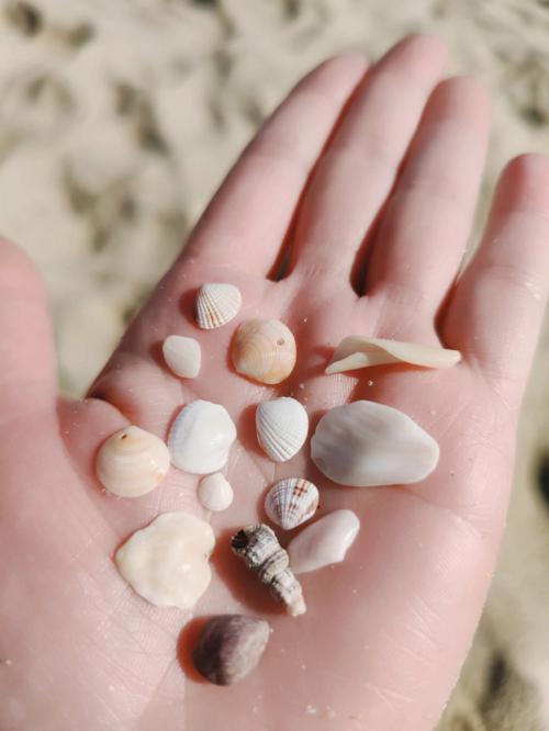 梦见在海边捡贝壳