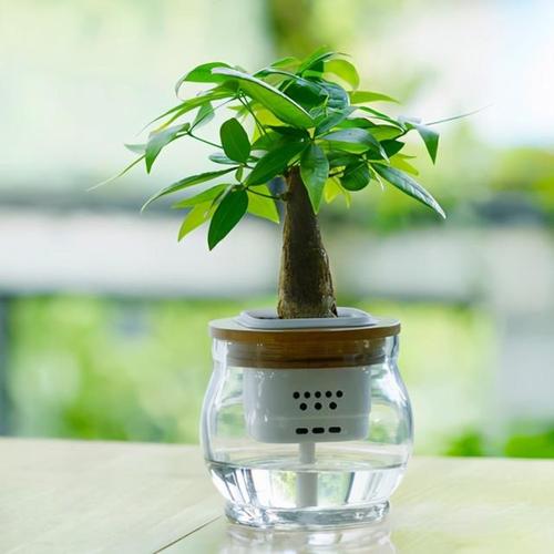 梦见血泡是什么意思?吉祥色彩是绿色