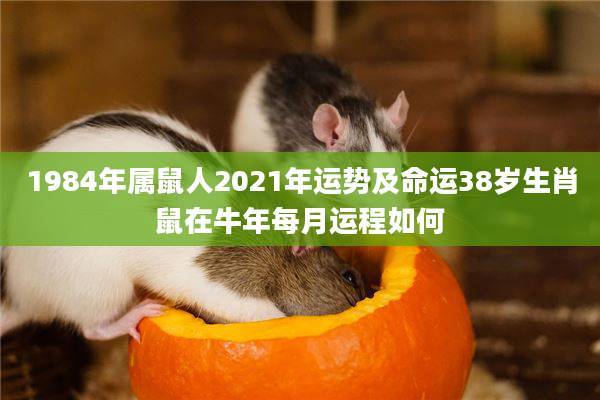 鼠人遇牛年2021每月运势如何