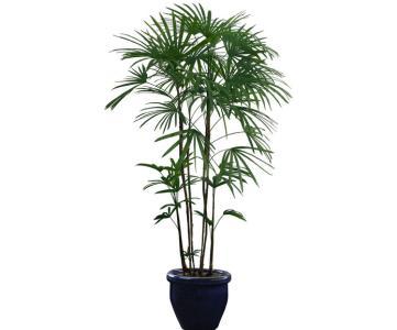 葫芦及棕竹各有何风水作用?