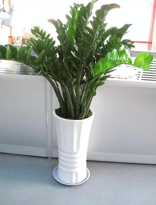 属蛇的养什么植物旺财
