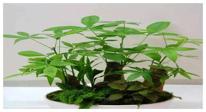 星座旺财的植物