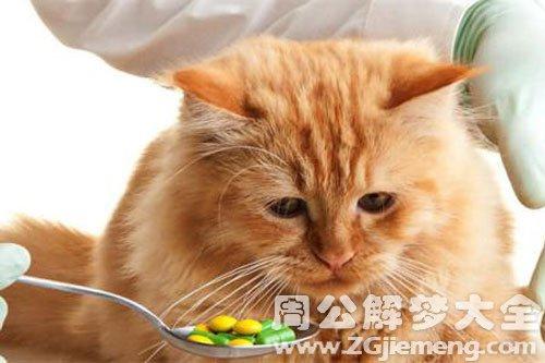 梦见猫生病