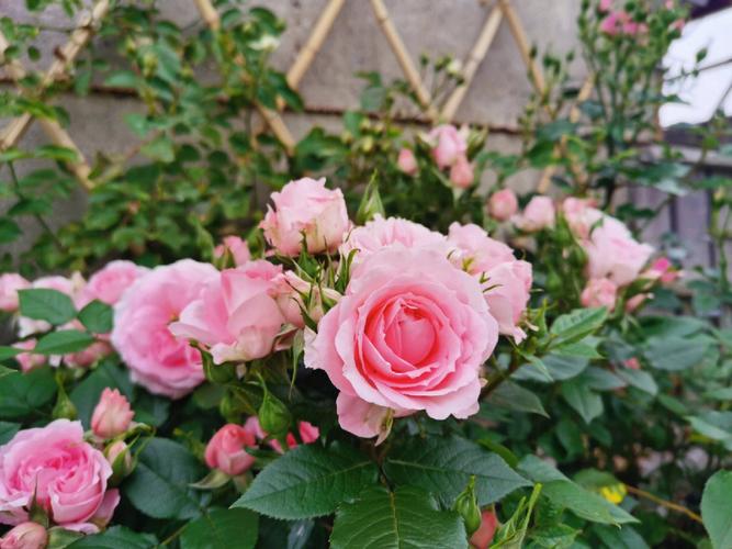 象征爱情的花:蔷薇花的养殖方法【图文细说】