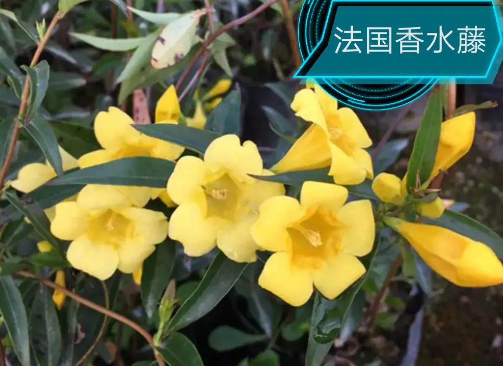 家里养什么花最好?